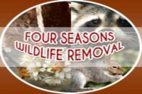 Four Seasons Wildlife Removal Etobicoke image 1